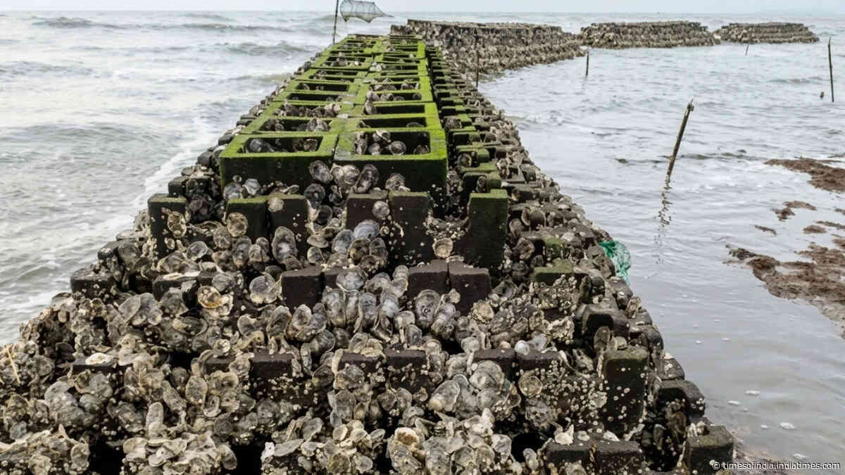 40 oyster reefs placed along Gandy's Beach in New Jersey to support live oysters and cut storm-wave