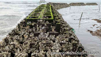 40 oyster reefs placed along Gandy's Beach in New Jersey to support live oysters and cut storm-wave