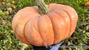 The pumpkin patch short drive from Liverpool Molly-Mae calls 'one of best days'