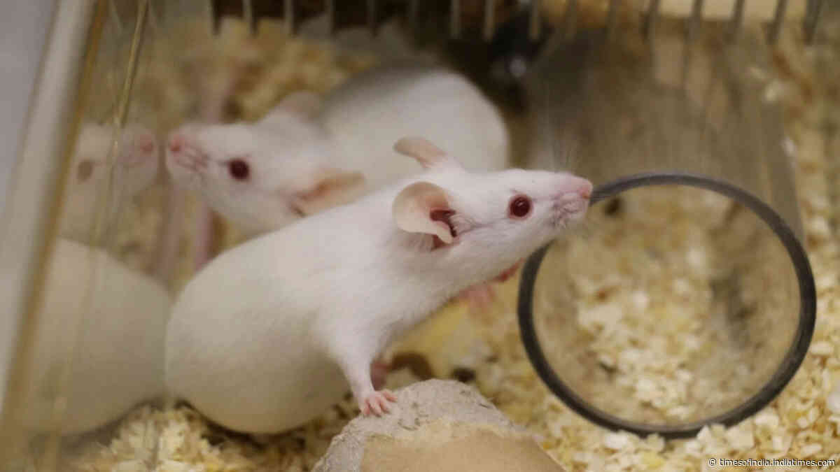 Ageing mice study finds why 'zombie cells' evade immune clearance and fuel inflammation