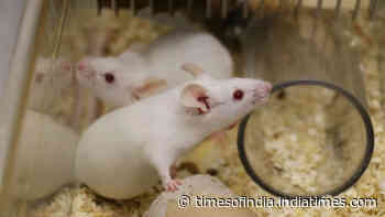 Ageing mice study finds why 'zombie cells' evade immune clearance and fuel inflammation