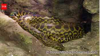 Python Swallows Woman Whole: villagers find body in 5-metre snake; experts explain how