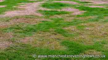 'Recover' dry brown grass by doing 2 simple gardening jobs in October