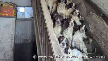 RSPCA issues urgent plea after 84 dogs and two cats found living in 'appalling' conditions