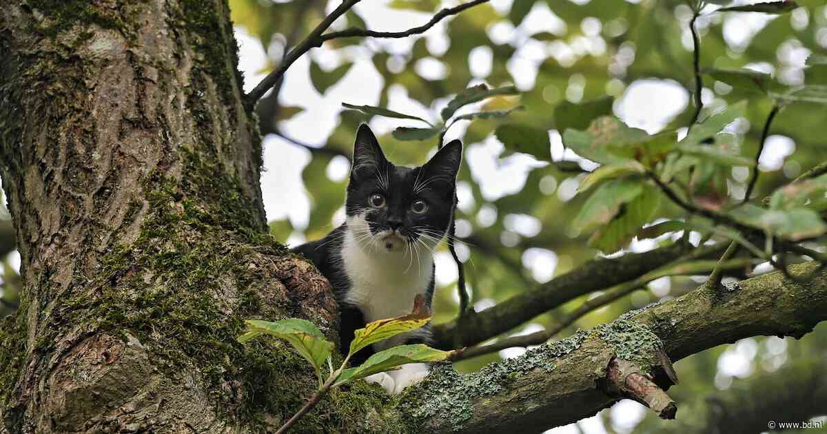 Jonge kat krabt en bijt brandweerman die haar uit hoge boom haalt in Moergestel