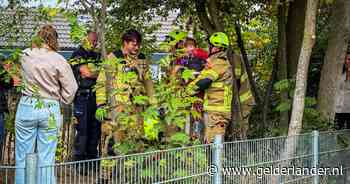 Brandweer bevrijdt kind uit boom op schoolplein