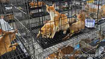 Vietnam rolt opnieuw bende kattendieven op, die zeker 2700 dieren heeft gestolen voor consumptie