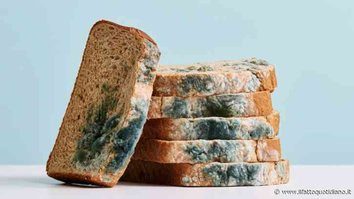 Muffa sul cibo, non basta togliere solo la parte verde: quali alimenti vanno buttati interamente e quali possono essere recuperati