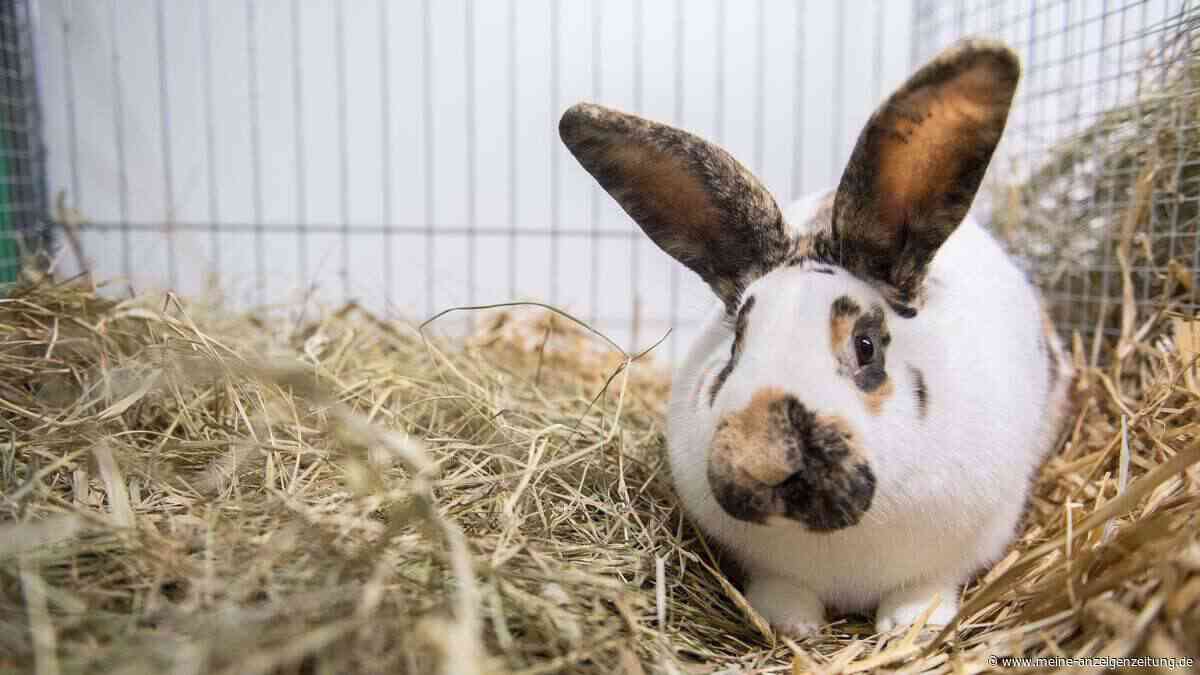 Entspannung oder Anspannung? - Kaninchen richtig deuten