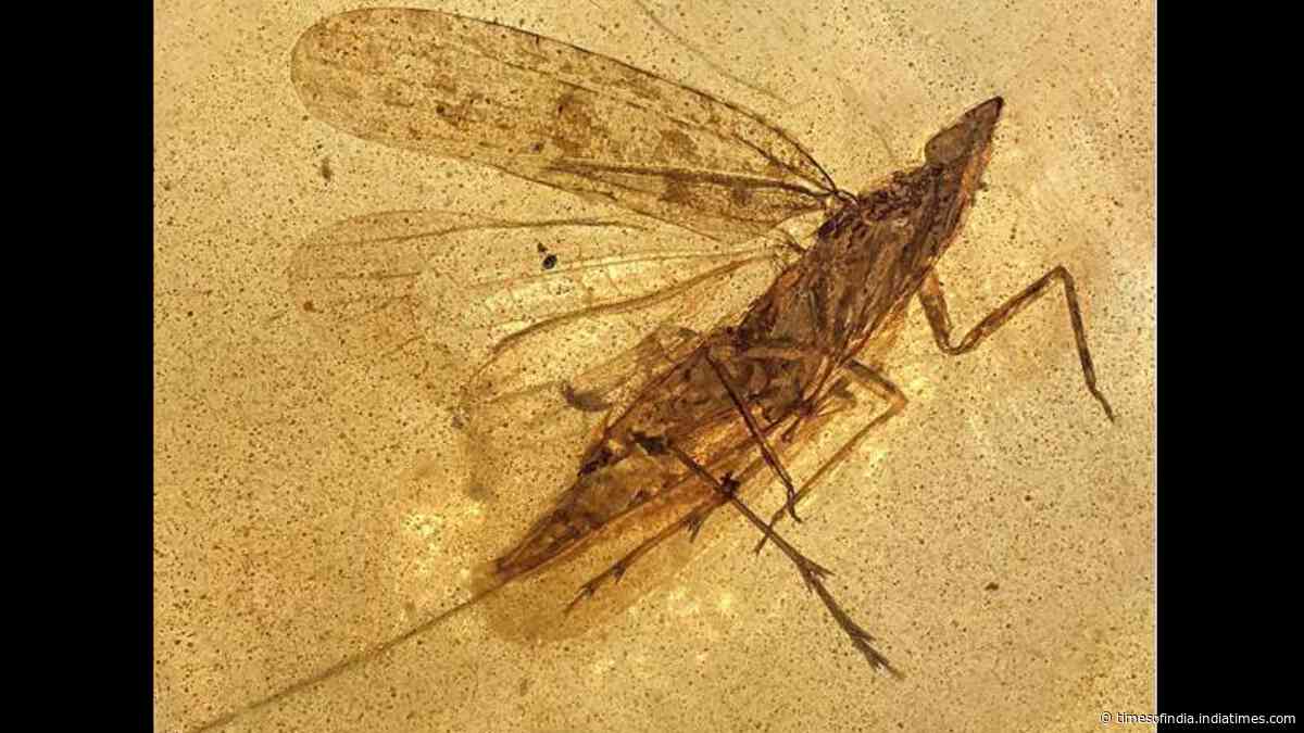 13 insects in 99-million-year-old amber reveal new species with mouthpart nearly twice its body length