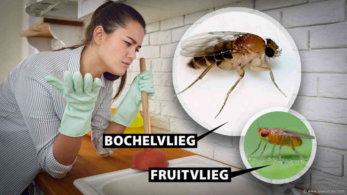 Kom je maar niet van fruitvliegjes af? Dan heb je misschien een ander, groter probleem in huis