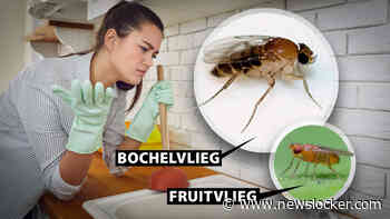 Kom je maar niet van fruitvliegjes af? Dan heb je misschien een ander, groter probleem in huis