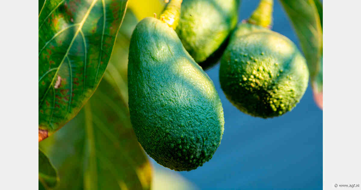 Zuid-Afrika exporteert 16% meer avocado's, maar overaanbod in EU houdt prijzen onder druk