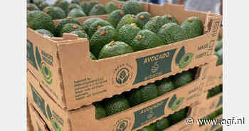 Drukte verwacht op Europese avocadomarkt in november en december