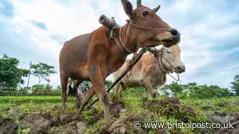 Charity warns of gap between concern and action on working animal welfare