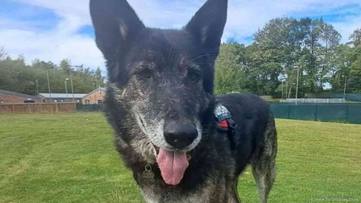Animal adopters urgently needed in County Durham as RSPCA cases rise in pets being rescued