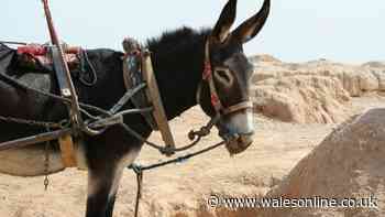 Working animals need urgent support as climate crisis worsens conditions, charity warns
