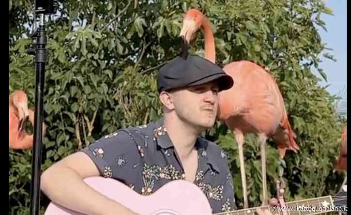 Uomo canta “Barbie Girl” davanti ai fenicotteri e questi lo circondano con amore. Il video diventa virale su TikTok e i commenti sono positivi: “Ora sei fidanzato”