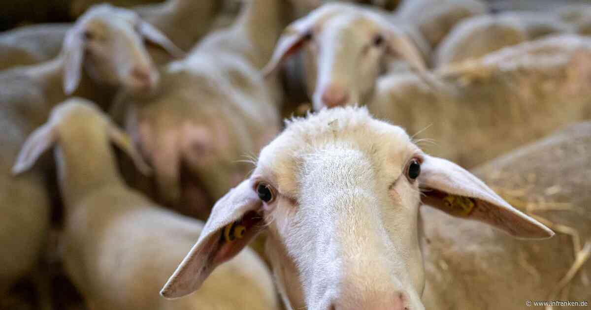Schäfer droht nach Streit um Schafherde in Scheßlitz mit Schlägen