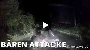 Bär attackiert Auto bei Nacht – Dashcam-Video zeigt Schock-Moment