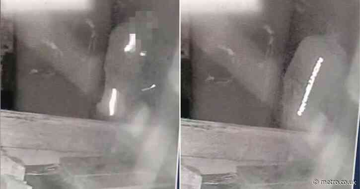 ‘Sadistic’ roofer fed neighbour’s rescued ferrets to his pet dogs