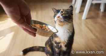 Lead found in nearly all cat foods tested in new study