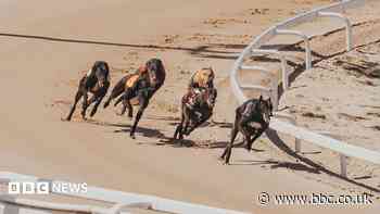 Greyhound derby to continue despite ban in Wales and Scotland