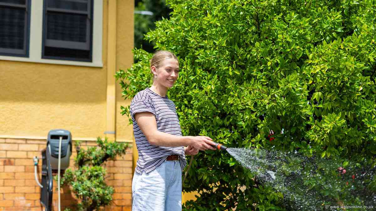 Tired lawns will be refreshed after gardeners do 2 'recovery' jobs in October