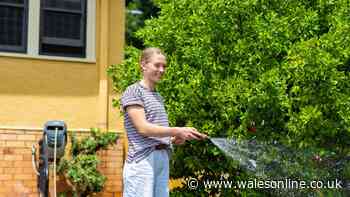 Tired lawns will be refreshed after gardeners do 2 'recovery' jobs in October