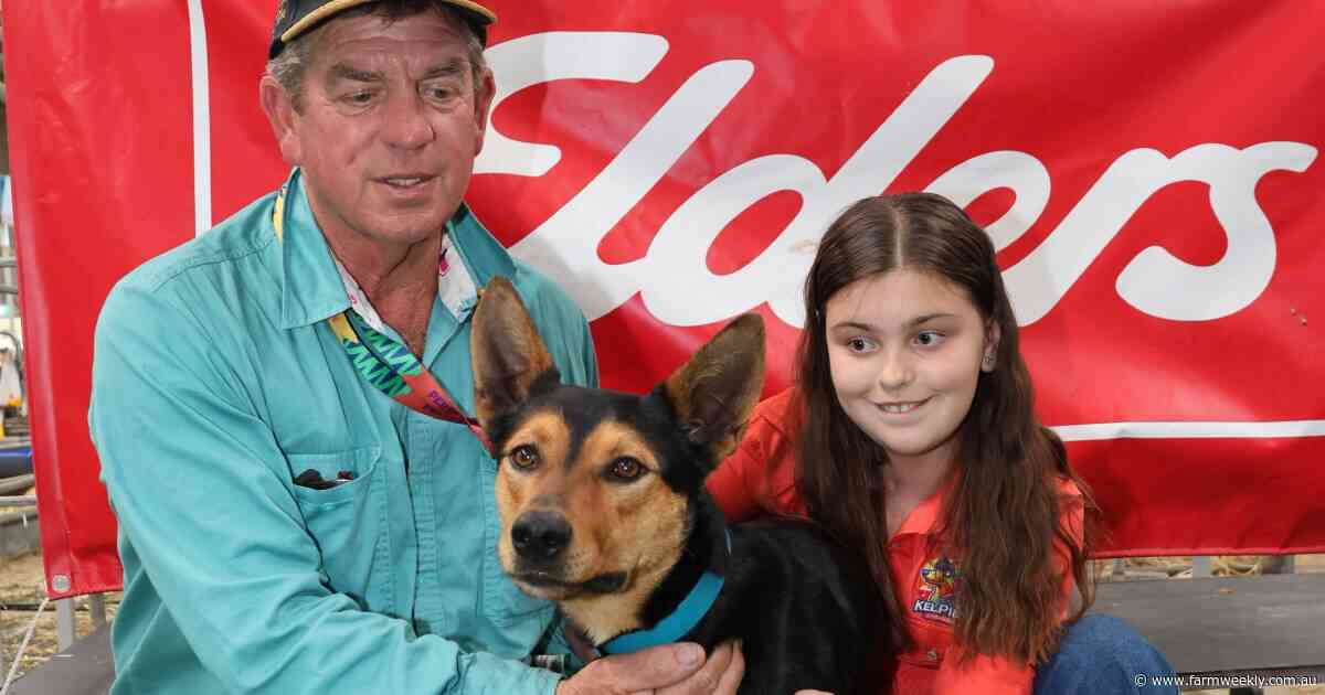 How five special kelpie pups gave sick country kids a new sense of purpose