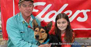 How five special kelpie pups gave sick country kids a new sense of purpose