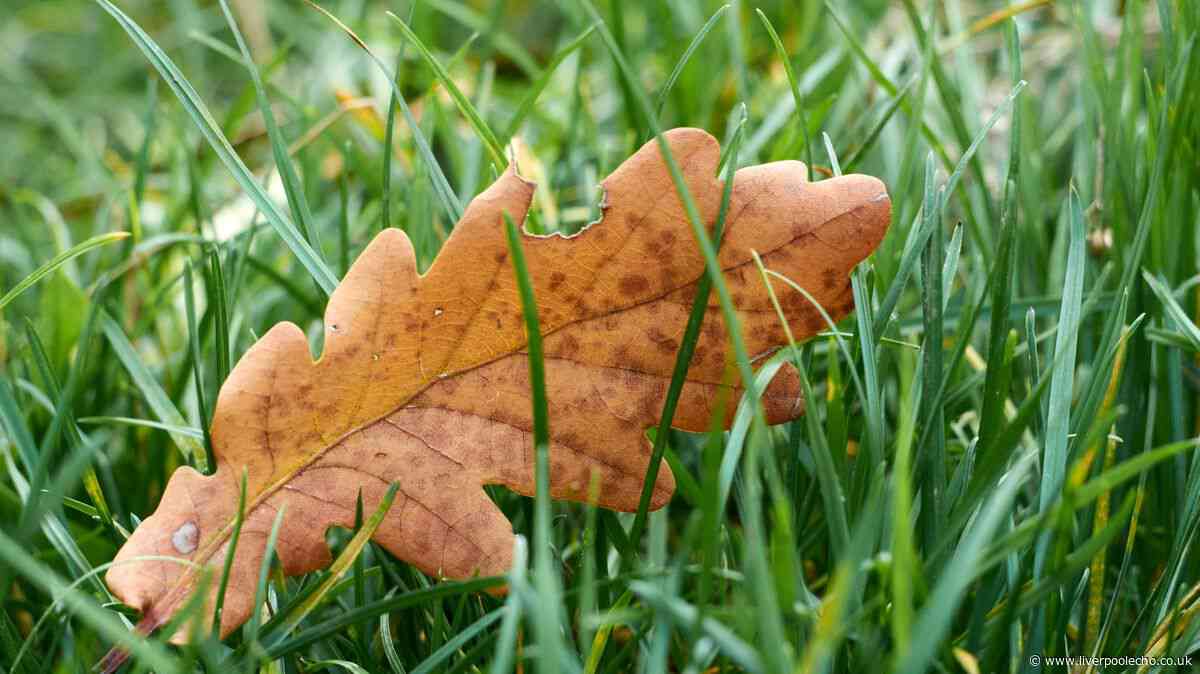 Gardeners given two-step October plan to help grass recover 'naturally'