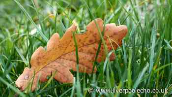 Gardeners given two-step October plan to help grass recover 'naturally'