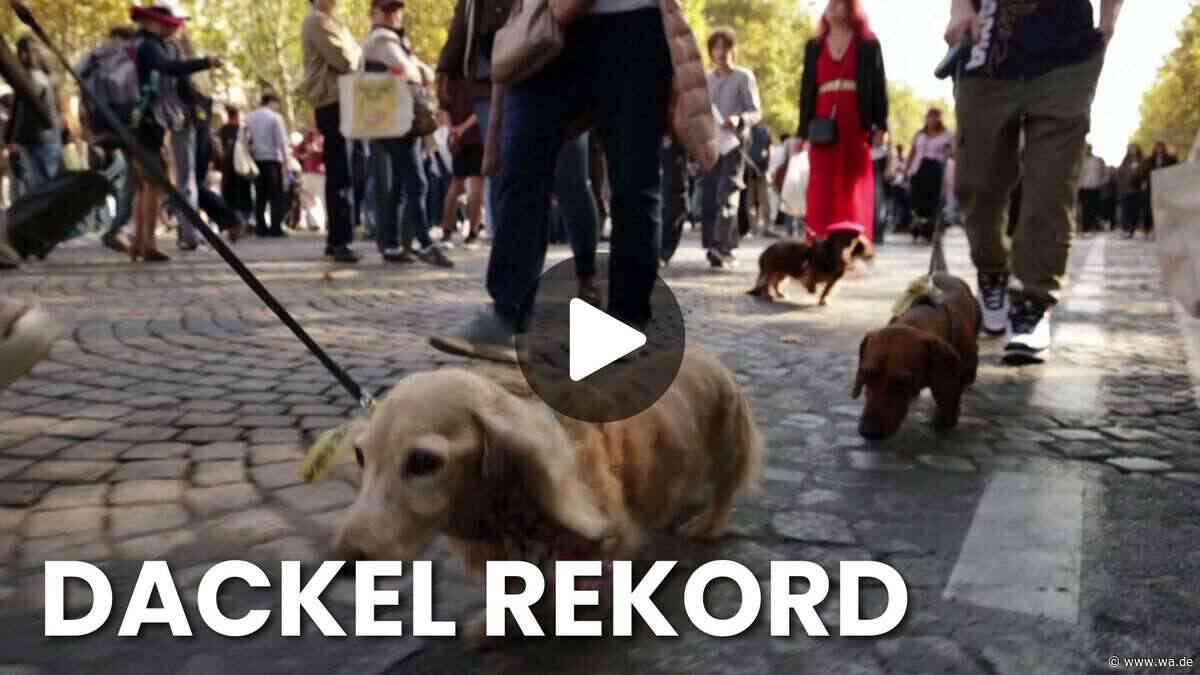 „Paris Sausage Walk“ bricht Rekorde: Spektakulärer Dackel-Marsch auf dem Champs-Élysées