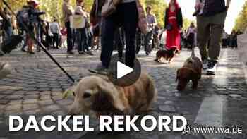 „Paris Sausage Walk“ bricht Rekorde: Spektakulärer Dackel-Marsch auf dem Champs-Élysées