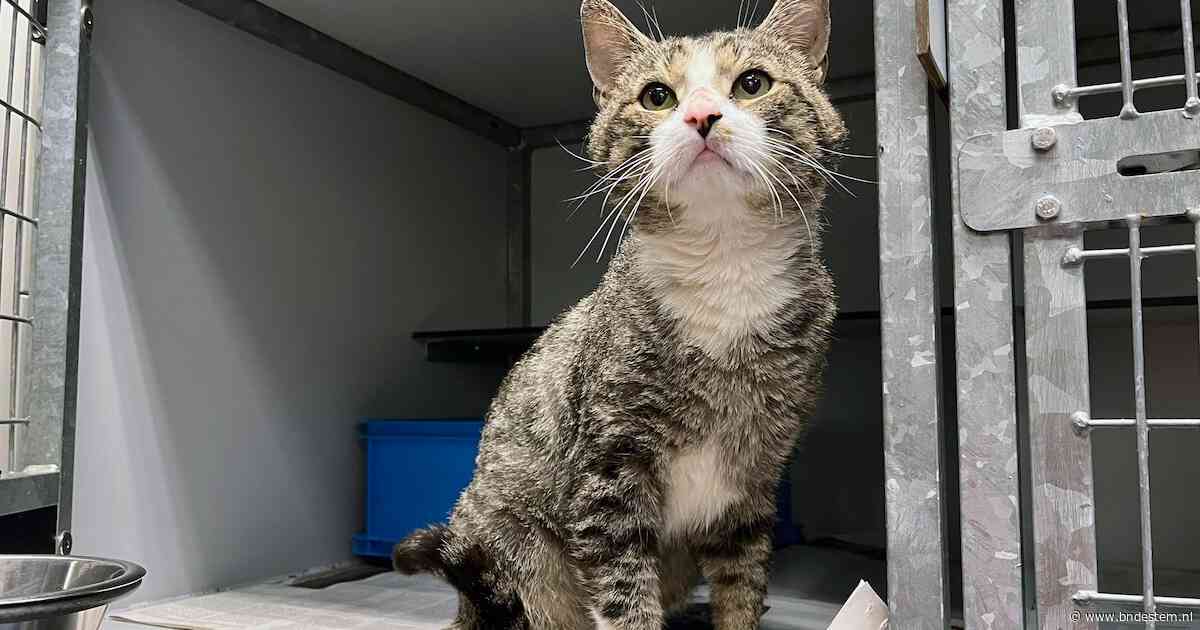Dierenwelzijn in Woensdrecht moet meer aandacht krijgen, vindt D66: ‘Vooral zwerfkatten zijn een probleem’