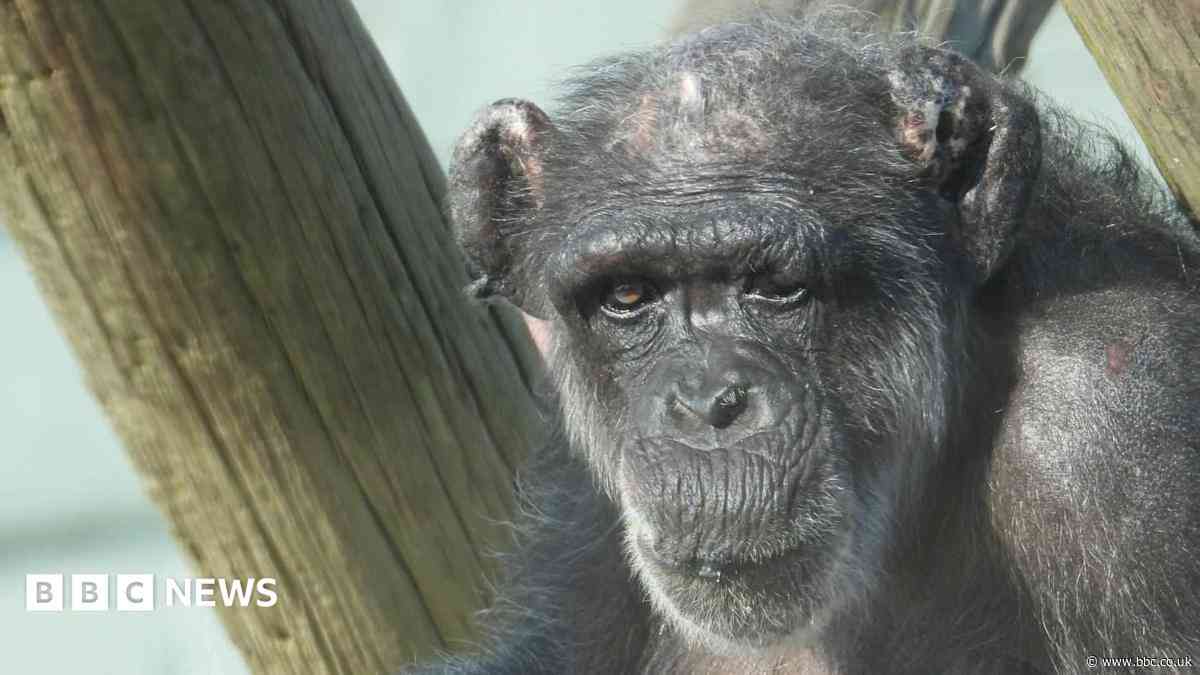 'Wise and resilient matriarch' Mabel the chimpanzee dies aged 60