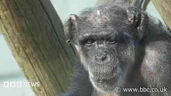 'Wise and resilient matriarch' Mabel the chimpanzee dies aged 60