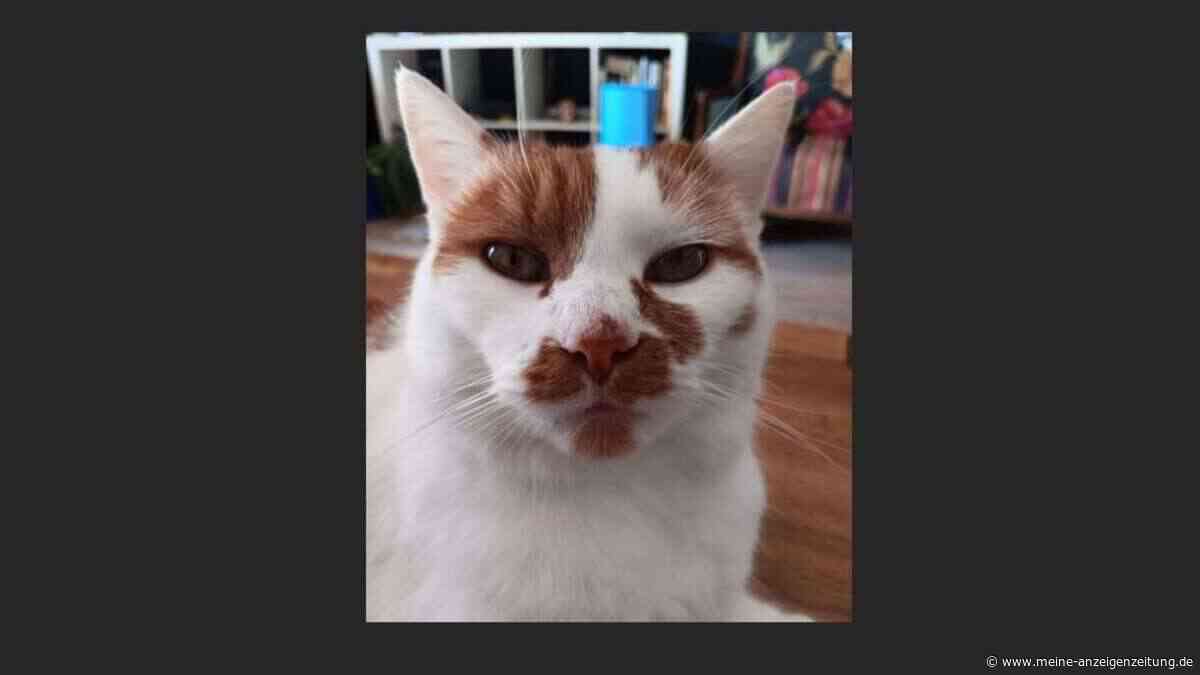 Dreiste Diebe stehlen Katze von Mindelheimer Grundstück – Polizei ermittelt