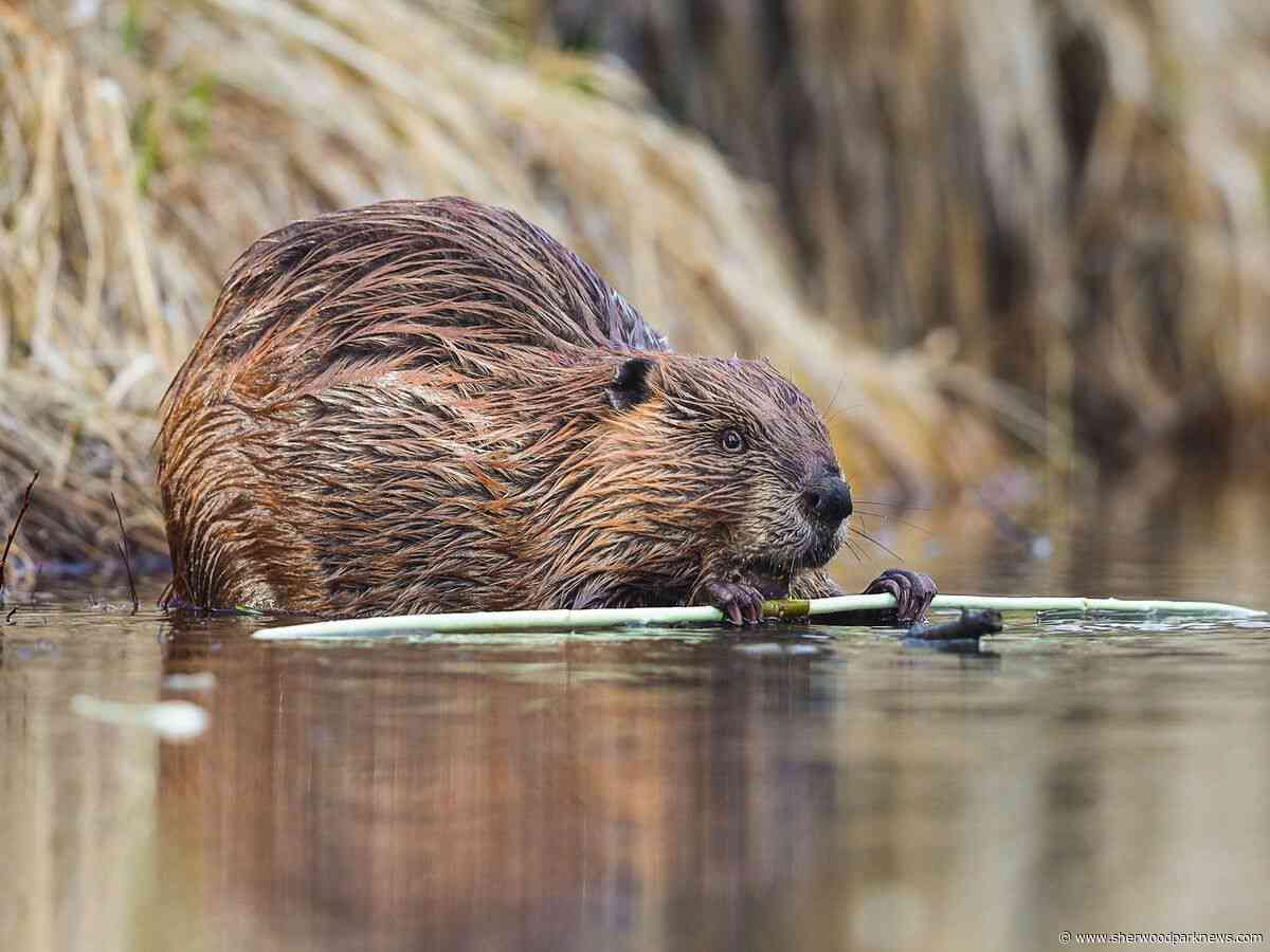Proposed wetland changes draw criticism from conservation advocates