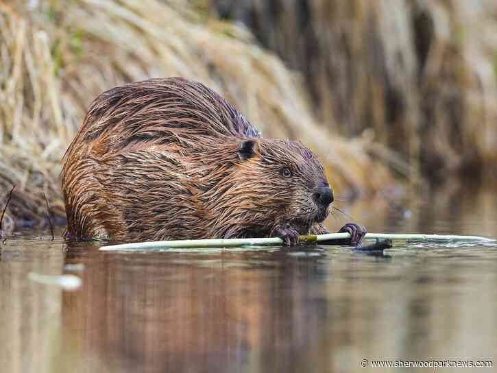 Proposed wetland changes draw criticism from conservation advocates