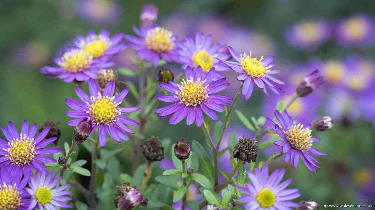 Gardens will be full of blooms next year if you do free and easy Monty Don step now
