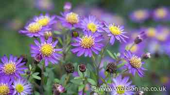 Gardens will be full of blooms next year if you do free and easy Monty Don step now