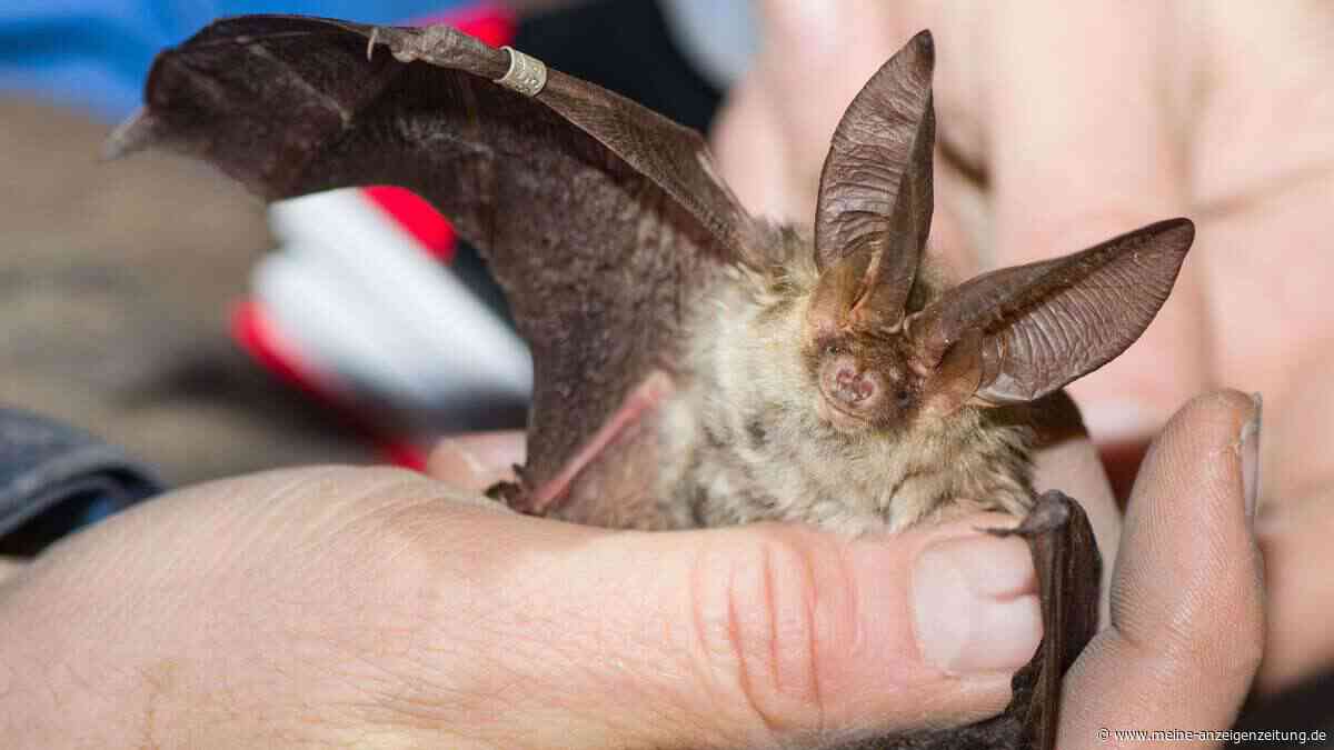 Diese Tiere sind vom Aussterben bedroht – und brauchen jetzt Ihre Hilfe