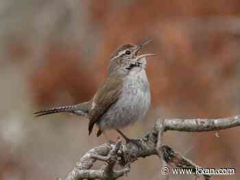 Central Texas' October bird forecast