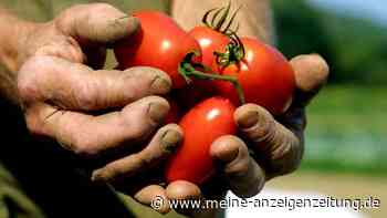 14 Salmonellen-Fälle gemeldet: Italien-Region verbietet Tomaten auf Speiseplänen