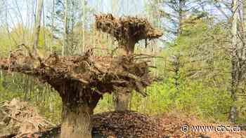 Why are 3 trees planted upside down at Fredericton Botanic Garden?