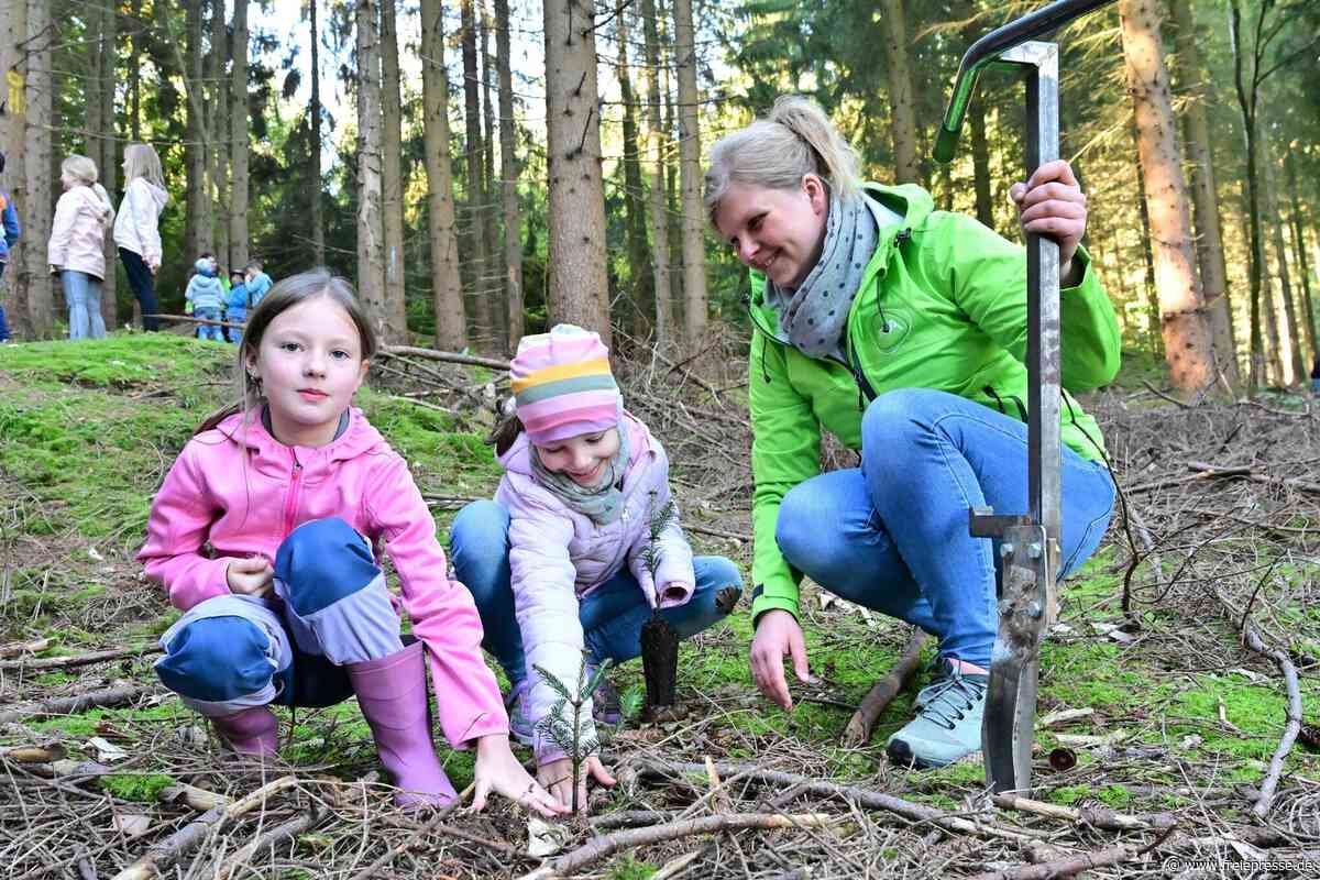 Kinder pflanzen hunderte Weißtannen im Erzgebirge