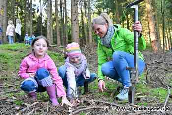 Kinder pflanzen hunderte Weißtannen im Erzgebirge