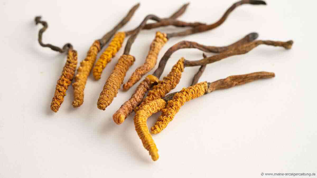 Cordyceps: Wie der Trendpilz unsere Gesundheit unterstützen kann